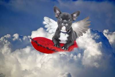 斗牛犬 狗 天使 宠物 可爱的 小狗 爱 肖像 云 天堂