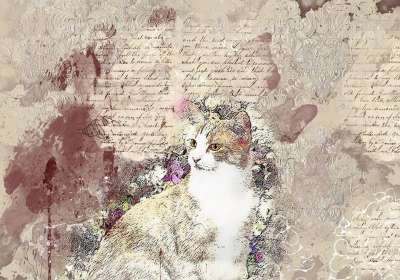 猫 动物 宠物 花朵 艺术 抽象 优质的 可爱的 大学 繁荣