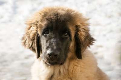 狗 小狗 购买Leonberger 动物 可爱的 看法 哺乳动物