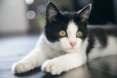 猫 可爱的 宠物 黑色的 白色的 说谎 放松 休息 爪子