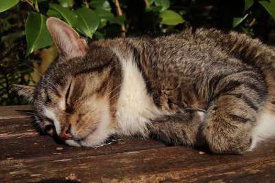 猫 宿醉 鲭鱼 家畜 家猫 猫脸 日光浴 睡觉 动物