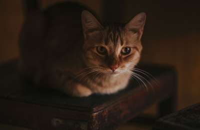 猫 肖像 动物 宠物 毛皮 眼睛 鲭鱼 猫科动物 脸 捕食者