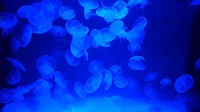 海蜇 蓝色的大海 蓝光 海洋 动物