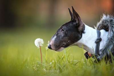 狗 小狗 微型斗牛犬 斗牛 可爱的 家畜 动物肖像