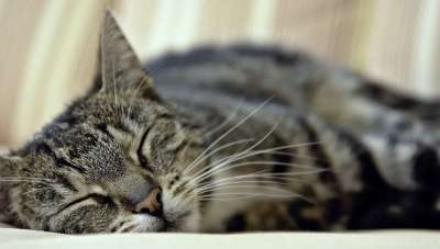 猫 家猫 家畜 动物 鲭鱼 野生动物 猫脸 厌倦 疲劳 睡觉
