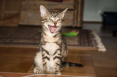 木匠 猫 打哈欠 牙齿 猫的舌头 家畜 猫脸 家猫