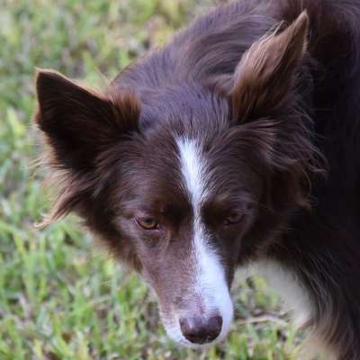 边境牧羊犬 狗 宠物 动物 犬类 毛皮 鼻子 哺乳动物 狗肖像