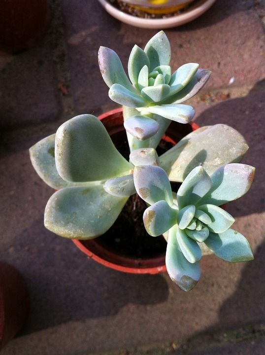 家居 多肉 植物 已经 唯美 手工 花海 温馨