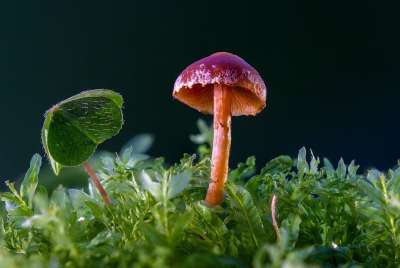蘑菇 迷你蘑菇 海绵 苔藓 森林蘑菇