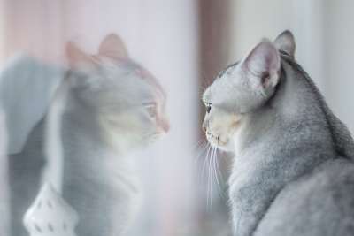 动物 可爱的 猫 小猫 好奇的 有趣的 甜的 眼睛 灰色的