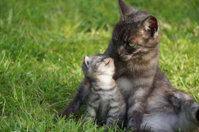猫 母爱 妈的猫小猫 偎 母爱 母爱 母爱 母爱 母爱