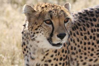 猎豹 纳米比亚 性质 野生动物 捕食者 打猎 非洲 荒野
