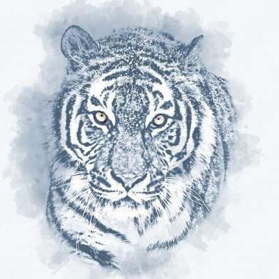 东北虎 老虎 猫科动物 荒野 猫 西伯利亚 捕食者 食肉动物