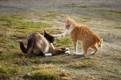 猫 战斗 游戏 小猫 暹罗 玩