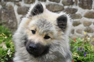 狗 狗Eurasier 狗的奥拉夫的蓝色 动物 年轻的狗 犬类 伴侣