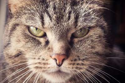 猫 动物 家畜 猫眼 肖像 家猫 鲭鱼 猫脸