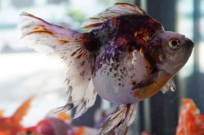 鱼 自然 水域 水族馆 水下 坦克 野生动物 游泳 海洋 海