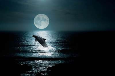 景观 海 亲爱的 夜 海豚 月亮 云 海豚 海豚 海豚 海豚