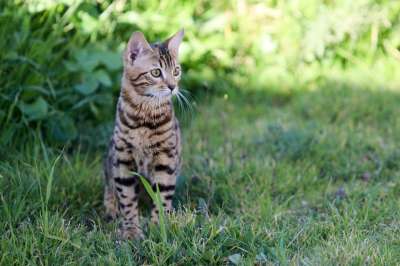 猫 动物 老虎 宠物 孟加拉 绿色的宠物
