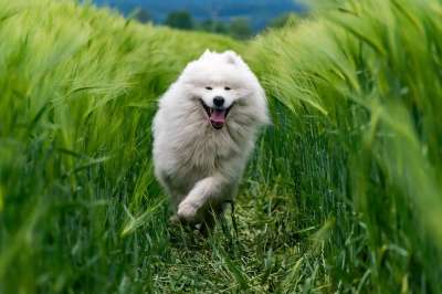 动物 狗 品种 犬类 宠物 哺乳动物 这只狗 自然 狗 狗