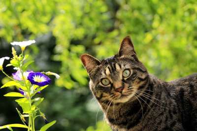 猫 基蒂 花 春天 宠物 猫科动物 自然 国内的 哺乳动物