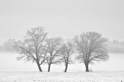 冬天 单色 雪 寒冷的 早雾 树 景观 自然 多雾路段