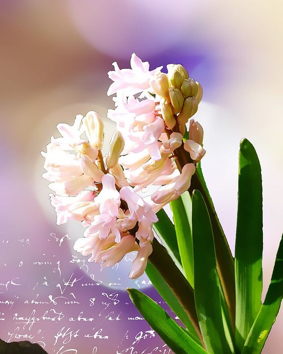 风信子 花 开花 植物 手写输入 散景 浪漫的 春天 绘画