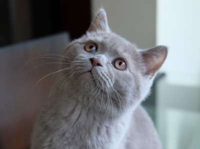 猫英国 蓝色的英国 小猫咪 动物 搞笑 猫