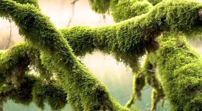 绿色 自然 苔藓 树 植物 一起成长 植被 共生 长满苔藓