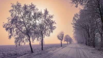 景观 冬天 雪 成熟 冬天树 下雪的 寒冷的 霜 冬天的寒冷