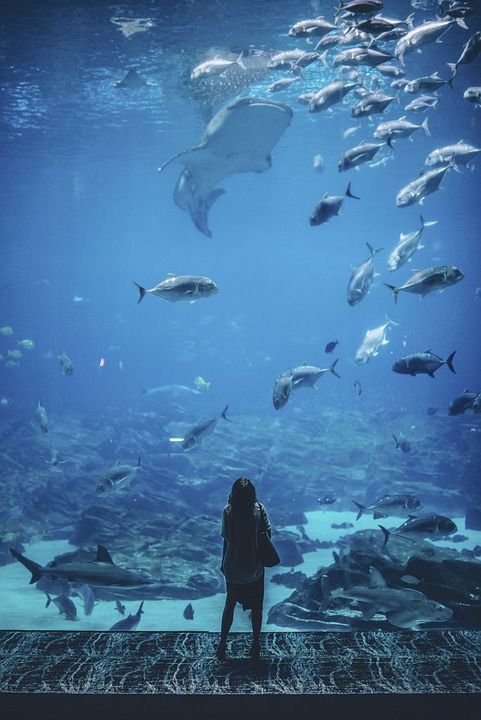 自然 水 人们 女士 鱼 蓝色的 想知道 独自的 水族馆 鱼