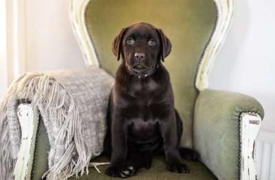 小狗 狗 可爱的 甜的 棕色 巧克力 拉布拉多犬 猎犬 宠物
