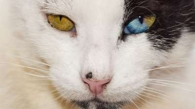 眼睛 奇怪的 猫 迷路 动物 基蒂 盯 头 鼻子 异常 独特