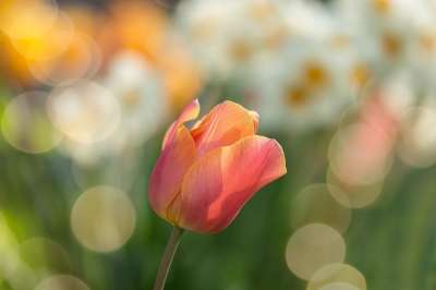 郁金香 红色的 花 春天 自然 开花 春天的花朵 宏 关闭