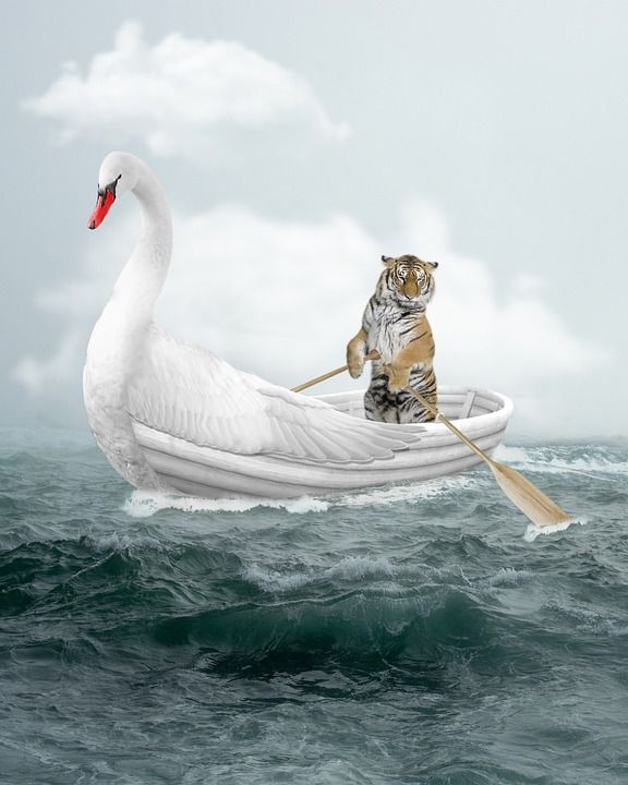 船 海 老虎 天鹅