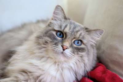 猫 长毛猫 室友 家畜 蓝眼睛 长毛猫 长毛猫 长毛猫 长毛猫