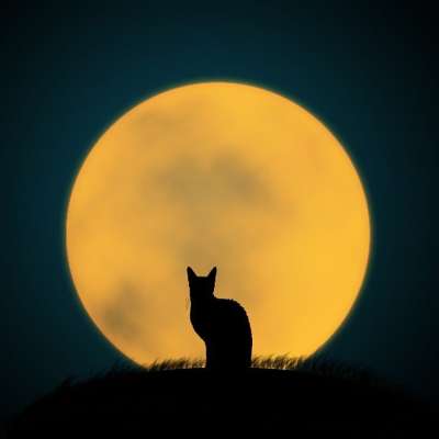 猫 黑猫 满月 万圣节 动物 小猫 猫科动物 基蒂