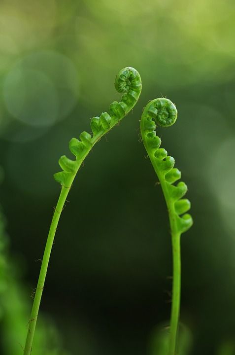 蕨类 植物 绿色 弗拉门戈