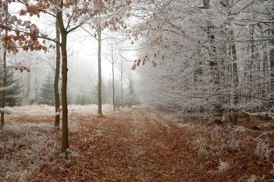 森林 小路 雪 树木 踪迹 冬天 多雾路段 薄雾 霜 寒冷的