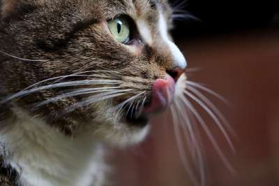 猫 宿醉 猫的舌头 家猫 猫眼 猫脸 晶须 鲭鱼 家畜 动物