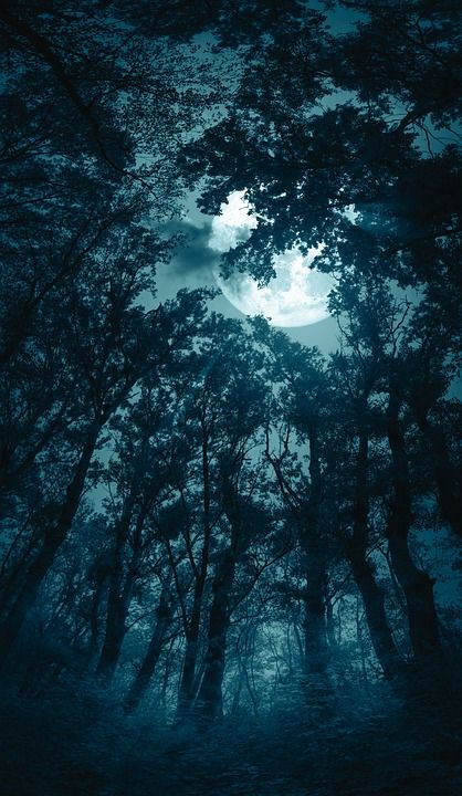 森林 月亮 多雾路段 夜晚 万圣节 月光 爬行 黑暗 神秘