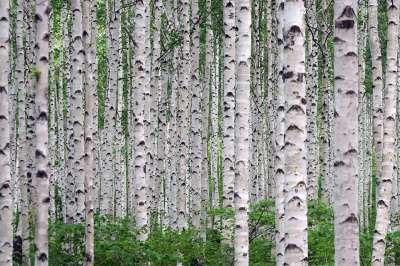 森林 Birch 大自然