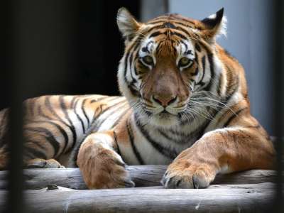 动物 老虎 哺乳动物 物种 动物群 野生动物 猎物 条纹