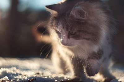 猫 动物 布拉希 冬天 雪 户外 打猎 西伯利亚 背光 M42