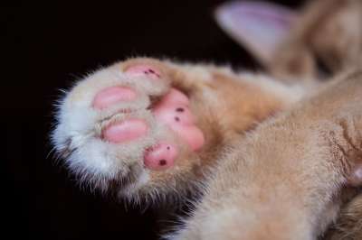 猫 爪子 家畜 爪子印 可爱的 宿醉 动物 猫的爪子 细心