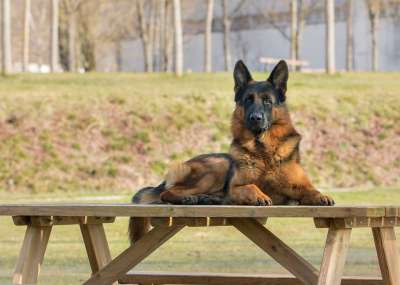 狗 外部 犬类 哺乳动物 动物 表 德国牧羊犬 德国牧羊犬