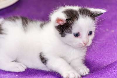 小猫 猫宝宝 年轻的猫 猫 偎 可爱的 动物 猫家族 幼兽