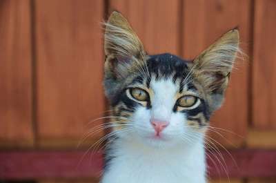 猫 可爱猫咪 猫脸 动物 Katze 猫的眼睛 小猫 棕色