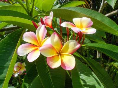 姜黄色百合花 花 热带 白色的 黄色 自然 夏威夷人 盛开 开花