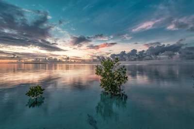 海 红树 日出前 神秘 反射 水 天空 云 热带 植物 自然